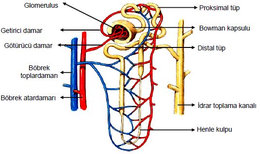 Al�nt�daki Ek 51747