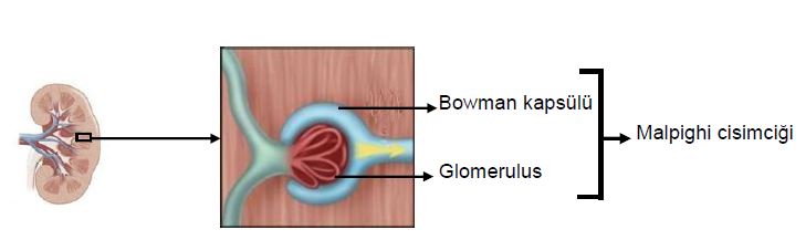 Ad:  bs7.JPG
Gsterim: 4585
Boyut:  23.1 KB