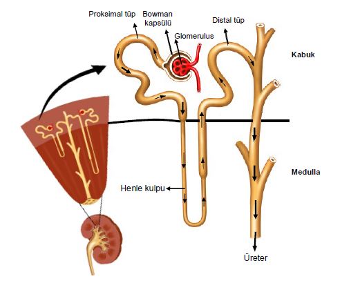 Al�nt�daki Ek 51750
