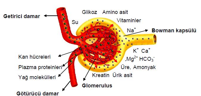Al�nt�daki Ek 51752