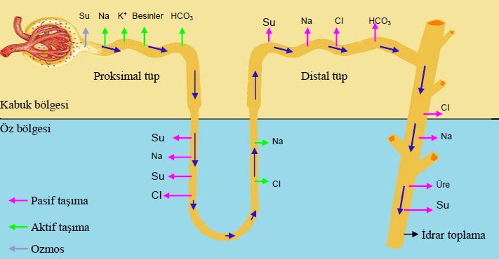Al�nt�daki Ek 51753