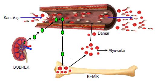 Al�nt�daki Ek 51755