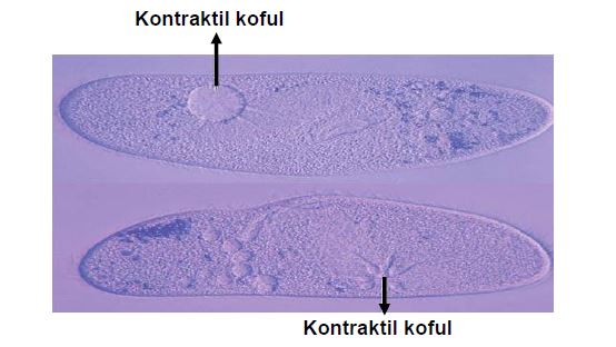 Ad:  hcre.JPG
Gsterim: 4914
Boyut:  33.6 KB