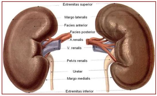 Al�nt�daki Ek 51760