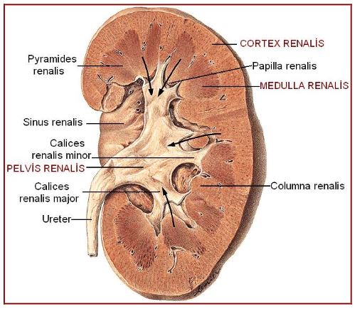 Al�nt�daki Ek 51762