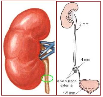 Al�nt�daki Ek 51765