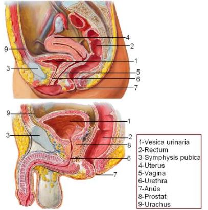 Al�nt�daki Ek 51767