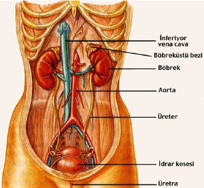 Al�nt�daki Ek 51769