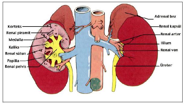 Al�nt�daki Ek 51770