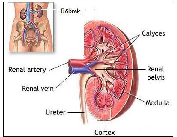 51771d1466749848 bosaltim sistemi nedir bosaltim sisteminin yapisi ve gorevleri bs3