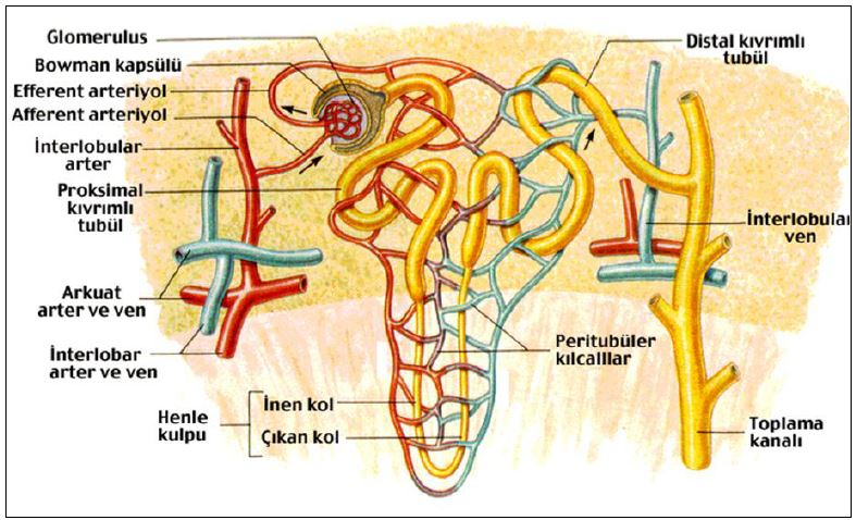 Al�nt�daki Ek 51772