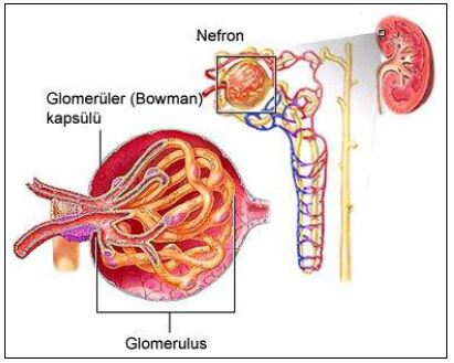 Al�nt�daki Ek 51773