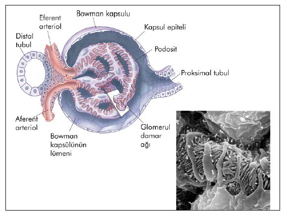 Al�nt�daki Ek 51774