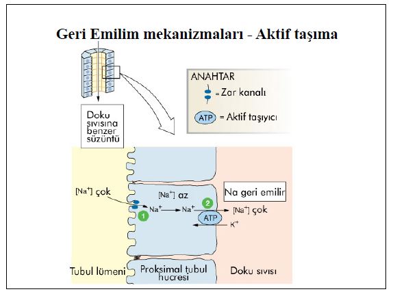 Al�nt�daki Ek 51776