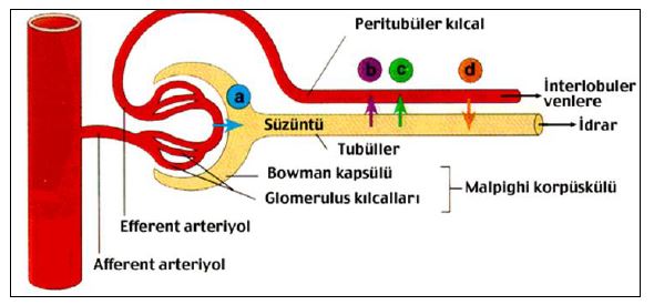 Al�nt�daki Ek 51778