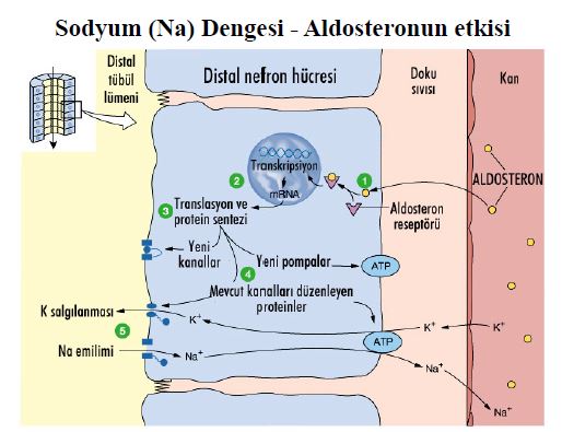 Al�nt�daki Ek 51781