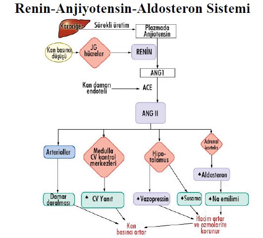 Al�nt�daki Ek 51782