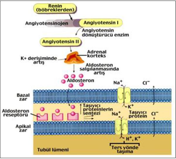 Al�nt�daki Ek 51784