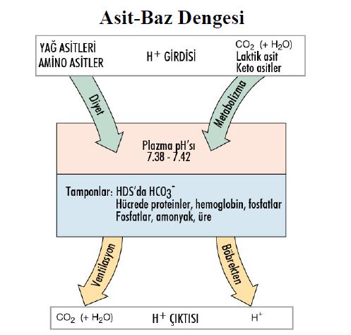 bosaltim sistemi nedir bosaltim sisteminin yapisi ve gorevleri