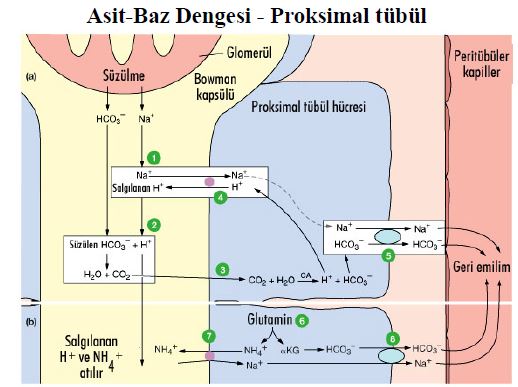 Al�nt�daki Ek 51789