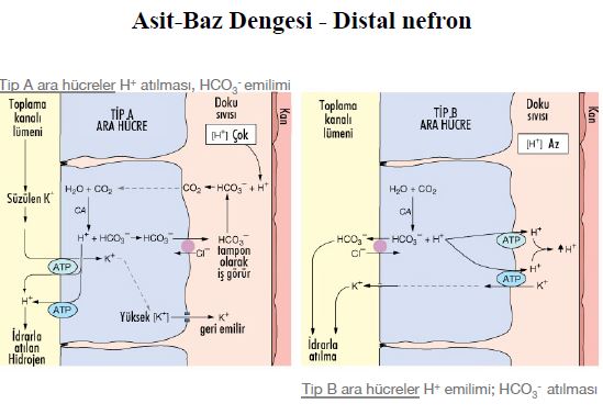 Al�nt�daki Ek 51790