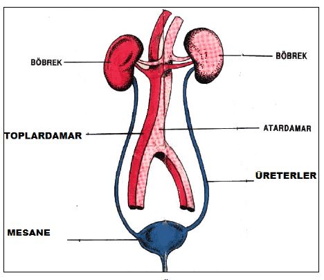 Al�nt�daki Ek 51791