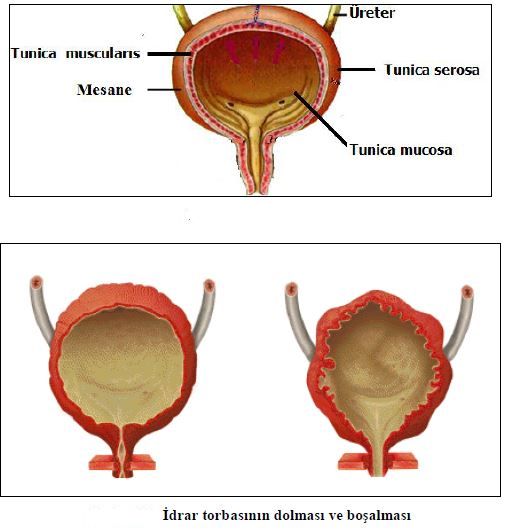 Al�nt�daki Ek 51792
