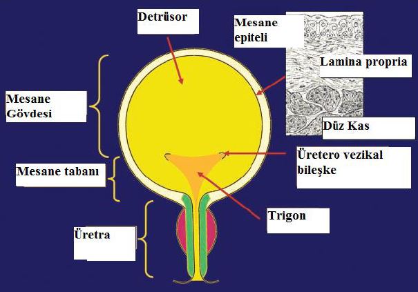 Al�nt�daki Ek 51793