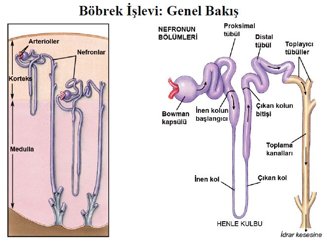 Ad:  bs1.JPG
Gsterim: 5693
Boyut:  58.7 KB