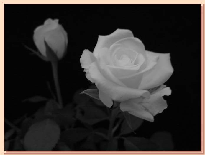 Ad:  gul_393.jpg
Gsterim: 296
Boyut:  22.8 KB