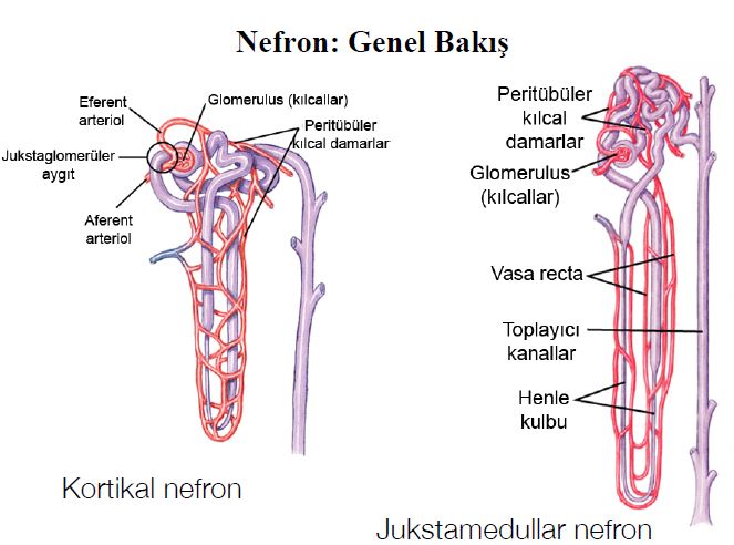 Ad:  bs2.JPG
Gsterim: 6514
Boyut:  56.3 KB