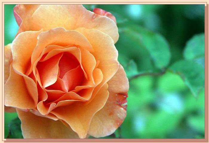 Ad:  gul_396.jpg
Gsterim: 376
Boyut:  39.7 KB