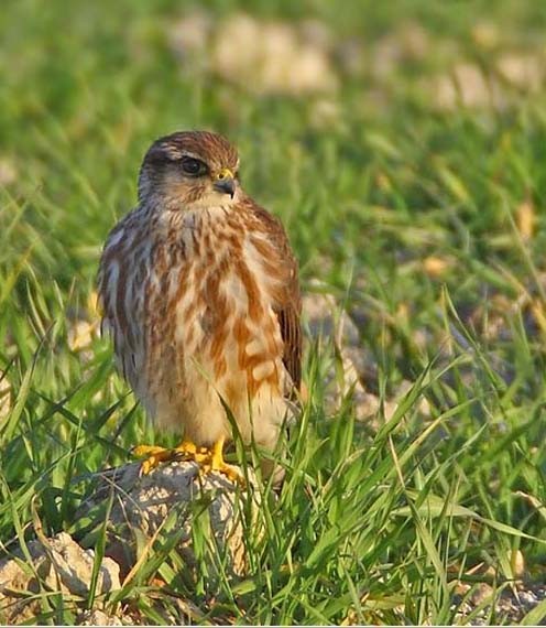 Ad: boz doğan.jpg
Gösterim: 388
Boyut: 81.6 KB