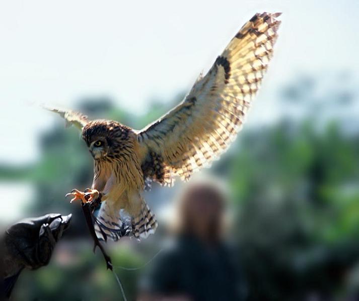 Ad:  owl2.jpg
Gsterim: 347
Boyut:  34.3 KB