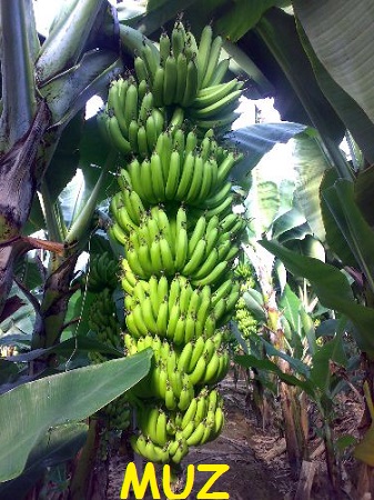 Ad: Anamur,_Muz.jpg
Gösterim: 746
Boyut: 88.1 KB