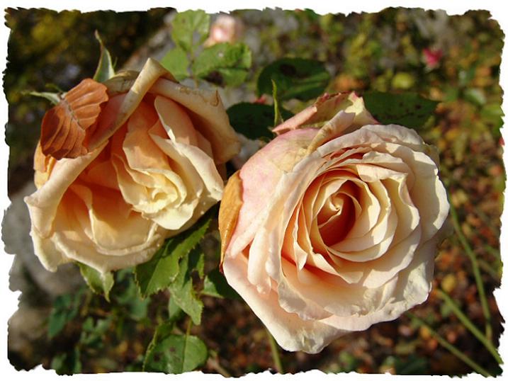 Ad:  roses%20oranges%201024.jpg
Gsterim: 266
Boyut:  69.9 KB