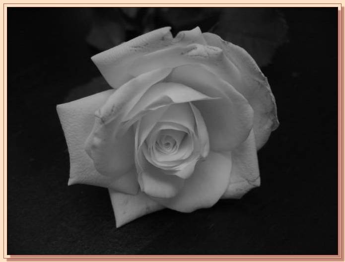 Ad:  gul_399.jpg
Gsterim: 413
Boyut:  26.4 KB