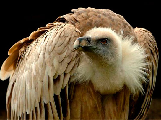 Ad: akbaba.jpg
Gösterim: 481
Boyut: 52.0 KB