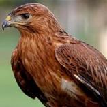 Ad:  spc_132.jpg
Gsterim: 599
Boyut:  5.7 KB