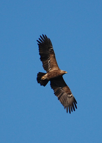 Ad: Şah kartal.jpg
Gösterim: 597
Boyut: 68.3 KB