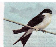 Ad: ev kırlangıcı.jpg
Gösterim: 367
Boyut: 14.2 KB