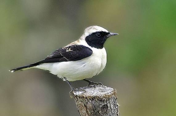 Ad: karakulak kuyrukkakan.jpg
Gösterim: 640
Boyut: 18.2 KB