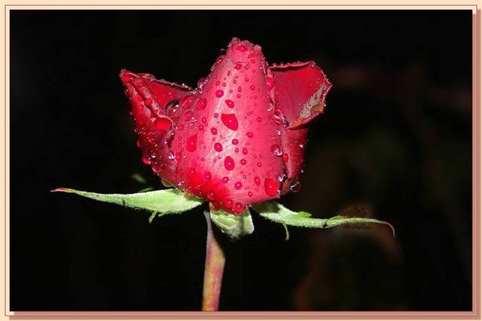 Ad:  gul_400.jpg
Gsterim: 457
Boyut:  32.4 KB