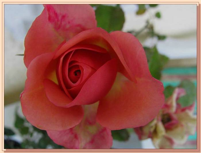 Ad:  gul_403.jpg
Gsterim: 390
Boyut:  33.4 KB