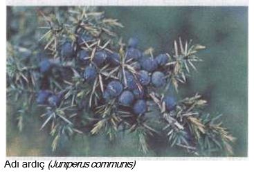 52494d1467760513 ardic juniperus communis ardic