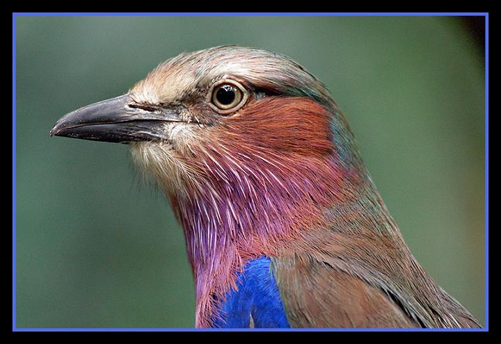 Ad:  vogel2.jpg
Gsterim: 386
Boyut:  58.4 KB