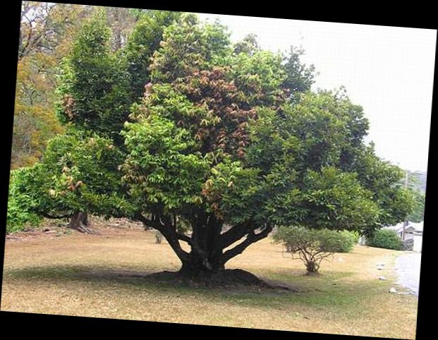 Ad: Abanoz Ağacı (Diospyros ebenum).jpg
Gösterim: 6468
Boyut: 75.0 KB