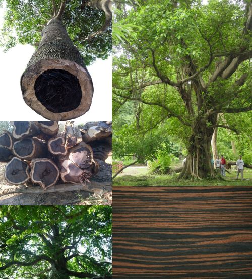 Ad: abnoz.jpg
Gösterim: 5858
Boyut: 84.5 KB