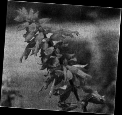 Ad: Adaçayı.jpg
Gösterim: 492
Boyut: 25.9 KB