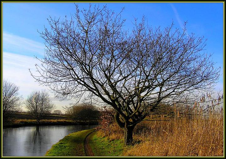 Ad:  tree_3.jpg
Gsterim: 211
Boyut:  132.1 KB